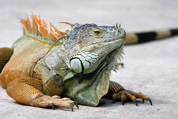 Animal Silvestre Exótico Lagarto Subrepticio —  Fotos de Stock