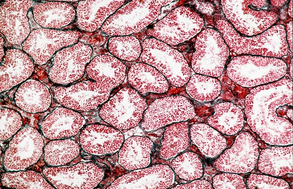 Elvont Makrosejtek Szerkezete Mikrobiológia — Stock Fotó