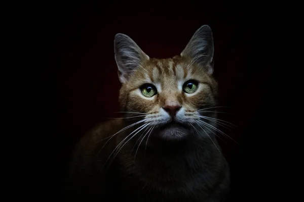 Sok Minden Nélkül Meg Lehet Csinálni Macskák Irodalom Nélkül Nem — Stock Fotó