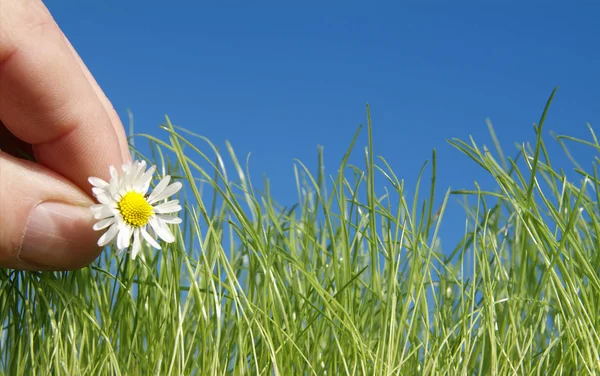 Piękne Botaniczne Ujęcie Naturalna Tapeta — Zdjęcie stockowe