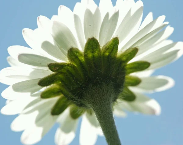 Prästkragar Blommor Kronblad Sommar Flora — Stockfoto