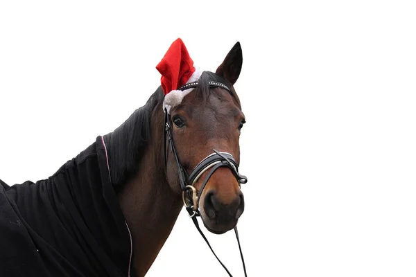 Cavallo Con Cappuccio Appuntito — Foto Stock