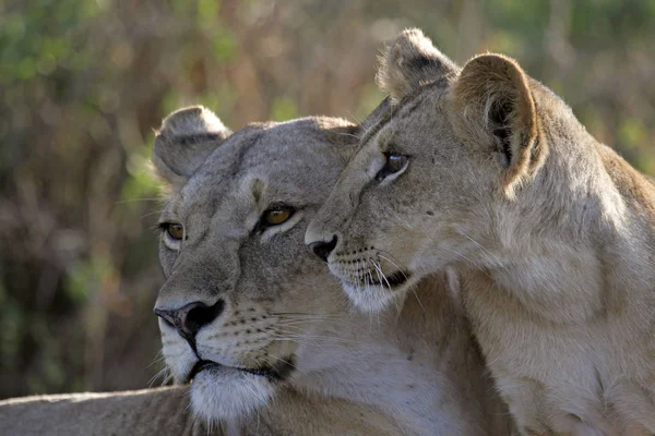 Madre León Con Cachorro —  Fotos de Stock