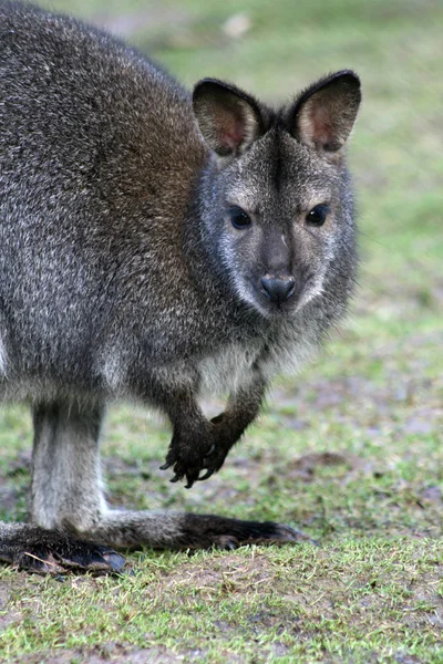 Carino Canguro Animale Mammifero Australiano — Foto Stock