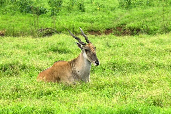 Scenic View Beautiful Deer Nature — Stock Photo, Image