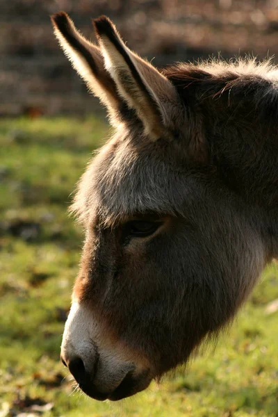 Burro Animal Granja Equino — Foto de Stock