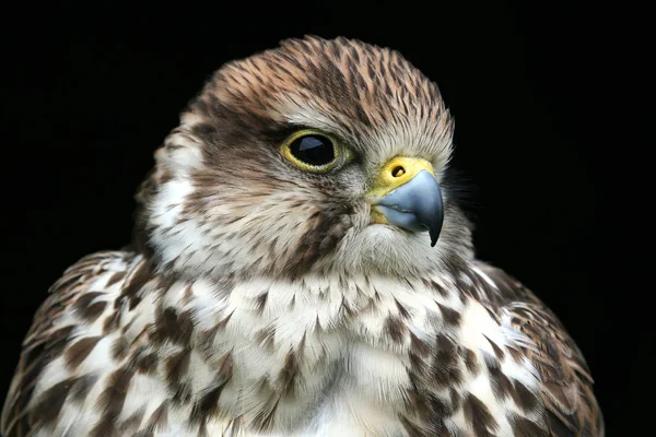 Vue Panoramique Bel Oiseau Nature — Photo