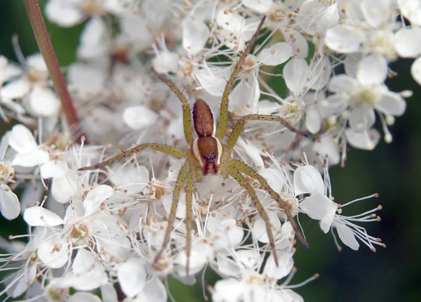 Schlaue Spinne Auf Weißer Blume — Stockfoto