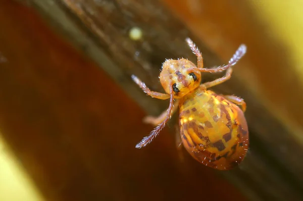 Primer Plano Error Naturaleza Salvaje — Foto de Stock