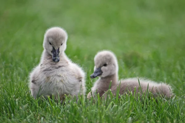 Schilderachtig Uitzicht Prachtige Vogel Natuur — Stockfoto