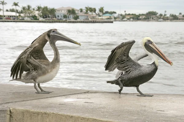 Pelicans Waiting Discaded Fish — Stock Photo, Image