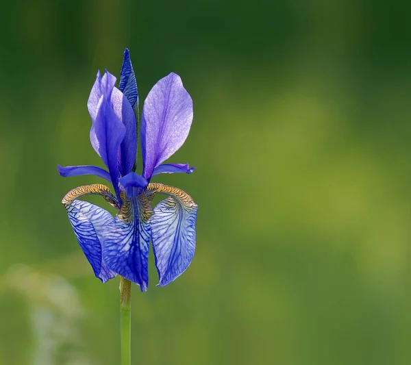 Bellissimi Fiori Sfondo Concetto Floreale — Foto Stock