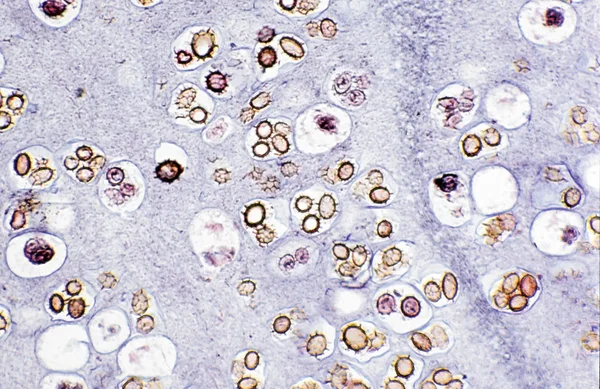 Биологические Клетки Микроскопическая Текстура — стоковое фото