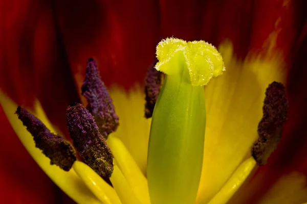 Vista Panorâmica Bela Flor Tulipa — Fotografia de Stock