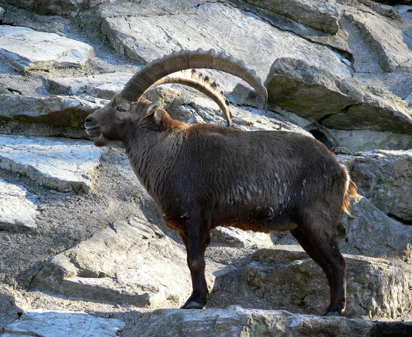 Selvagem Natureza Animal Capricórnio Cabra Com Chifres — Fotografia de Stock
