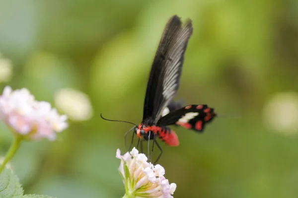 Farfalla Fiore — Foto Stock