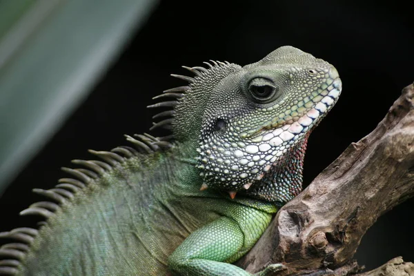 Egzotik Kertenkele Hayvan Iguana Sürüngeni — Stok fotoğraf