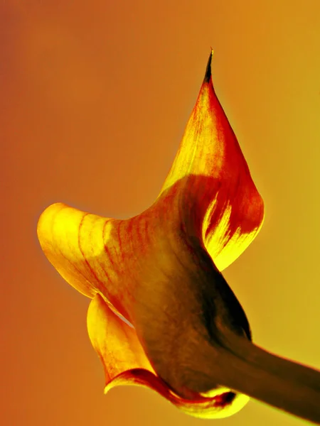 Beauty Blossoming Plant Daytime — Stock Photo, Image