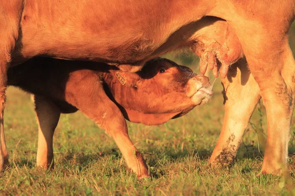 Kuh Ernährt Sein Kalb — Stockfoto