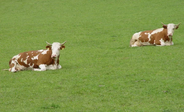 Festői Kilátás Gyönyörű Alpok Táj — Stock Fotó