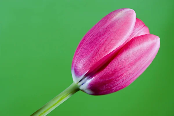 Flores Bonitas Fundo Conceito Floral — Fotografia de Stock