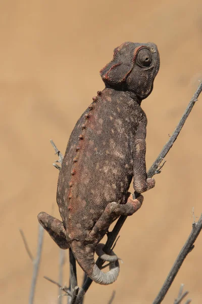 Chameleonské Zvíře Tropický Ještěří Plaz — Stock fotografie