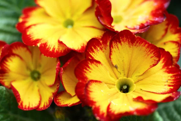 Primroses Цветы Флора Лепестки — стоковое фото