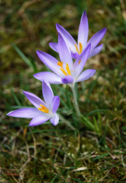 Azafrán Flores Primavera Pétalos —  Fotos de Stock