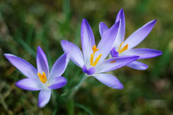 Cocodrilos Primavera Flora Pétalos — Foto de Stock