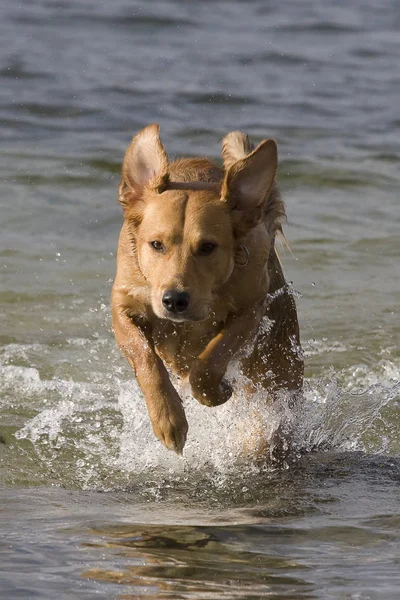 Hund Aus Dem Wasser Retten — Stockfoto