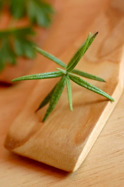 Green Rosemary Herbal Plant Flora — Stock Photo, Image