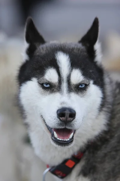 Huskyhund Haustier — Stockfoto