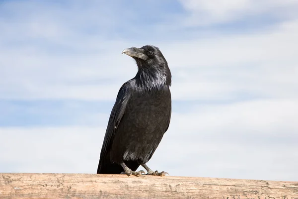 Scenic View Beautiful Bird Nature — Stock Photo, Image