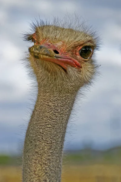 Portret Van Een Mannelijke Struisvogel Achtergrondverlichting — Stockfoto