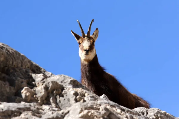 Görkemli Alp Manzarası Manzarası — Stok fotoğraf