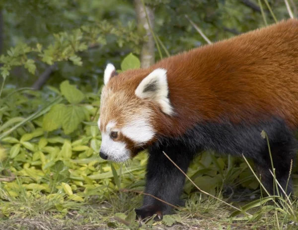 Panda Rojo Ailurus Fulgens —  Fotos de Stock