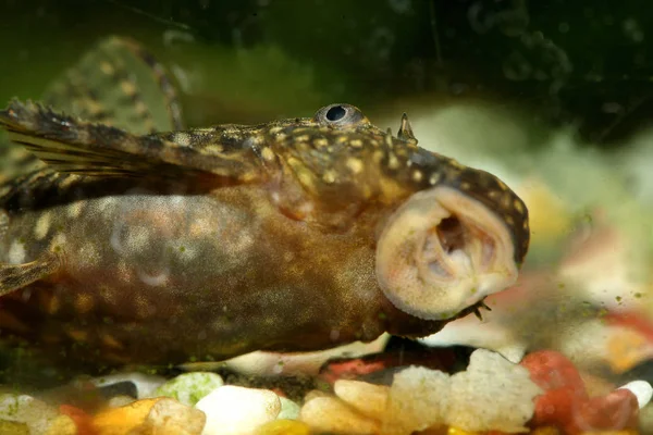 Nelson Der Wels Fleißiger Scheibenreiniger Aquarium — Stockfoto