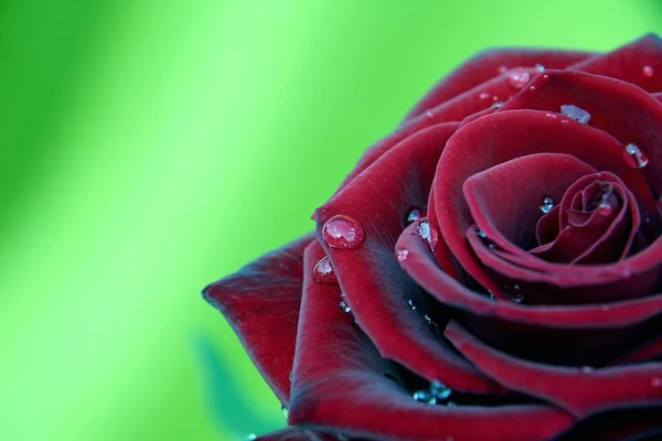 Płatki Róż Flora — Zdjęcie stockowe