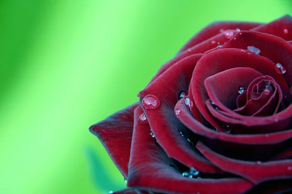 バラの花の花びら — ストック写真