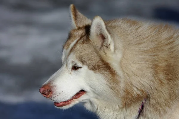 Portret Van Schattig Hond Huisdier — Stockfoto