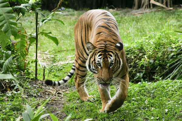 Rovdjur Vildkatt Randigt Tigerdjur — Stockfoto