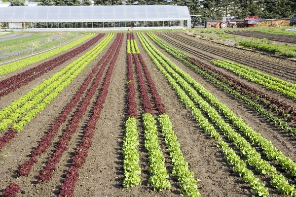 Hermoso Plano Botánico Fondo Pantalla Natural — Foto de Stock