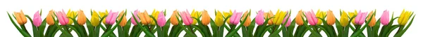 Vista Panorámica Hermosa Flor Tulipán —  Fotos de Stock