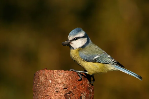 Scenic View Beautiful Blue Tit Nature — 图库照片