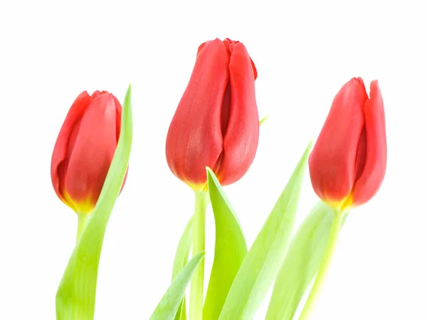 Red Tulips Flowers Petals Spring Flora Stock Image