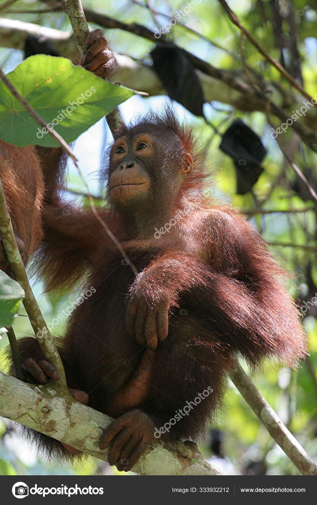 Orang Utan Sitzt Dschungel — Stockfoto © PantherMediaSeller #333932212