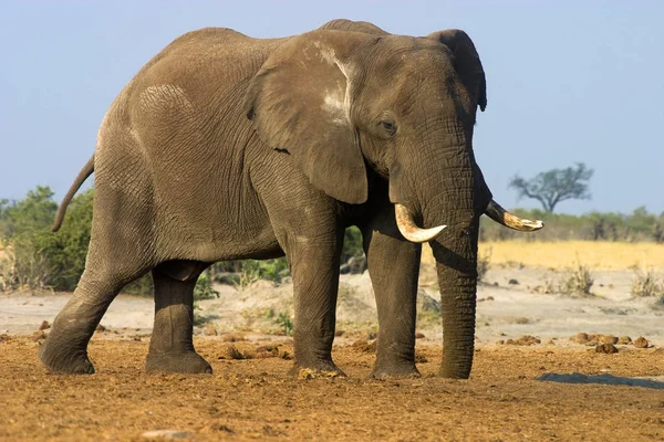 Afrikanska Däggdjur Elefant — Stockfoto
