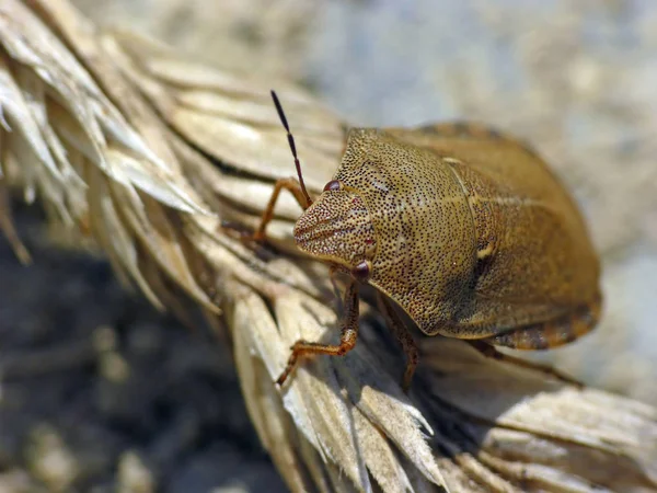 Primo Piano Bug Natura Selvaggia — Foto Stock