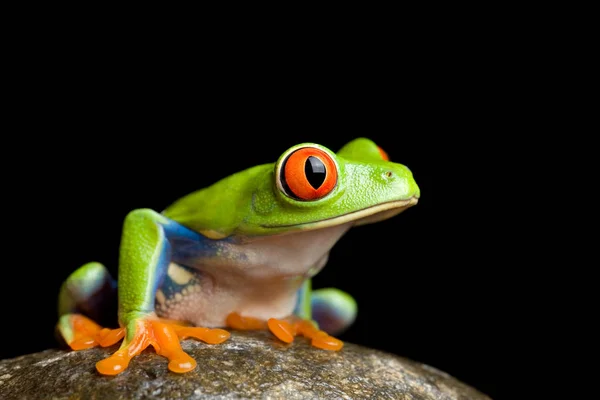 Groda Sten Isolerad Svart — Stockfoto