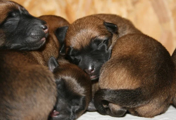 Puppy Twee Dagen Oud — Stockfoto